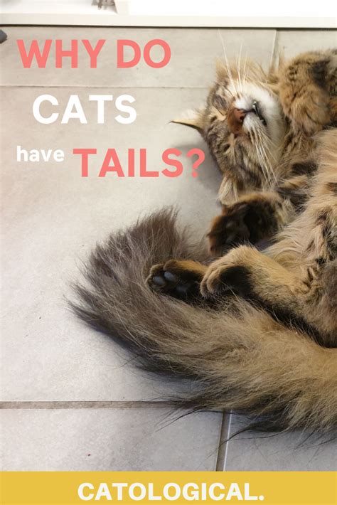 Why Do Cats Have Tails Is There Really A Purpose Cat Tail Facts In