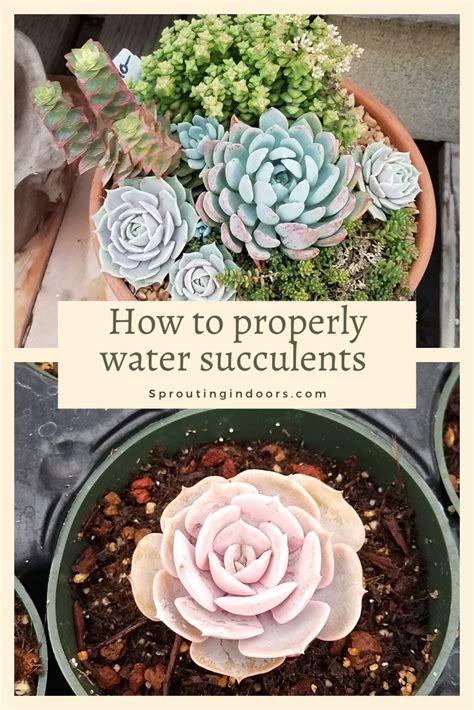 Succulent Watering Guide In 2020 Succulent Care Succulents