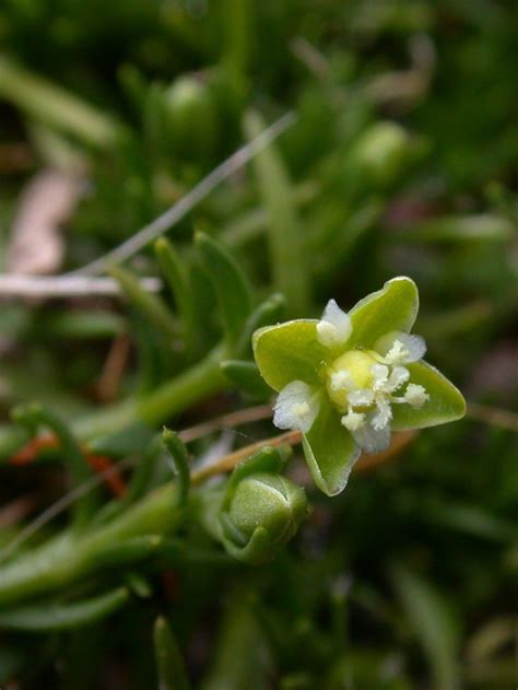 Procumbent Pearlwort Buxton Whitegreen Flowering Plants