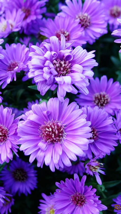 Free Download Purple Flowers Widescreen Wallpapers Walljpegcom