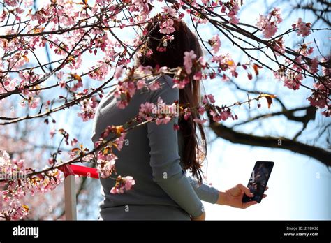 Girl Making Selfie On Smartphone Camera On Background Of Sakura Flowers In Japanese Garden