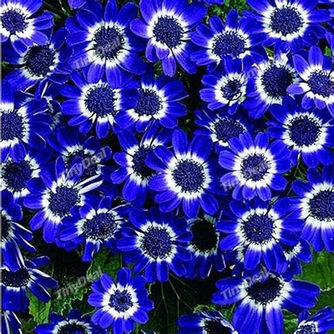 20pcs Blue Garden Cosmos Flower Cosmos Bipinnatus Plant Seeds Hardy