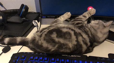 My Cat Playing Games On My Pc Rcatpictures