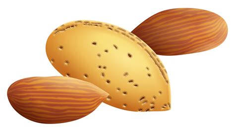 Free Cartoon Almond Cliparts Download Free Cartoon Almond Cliparts Png