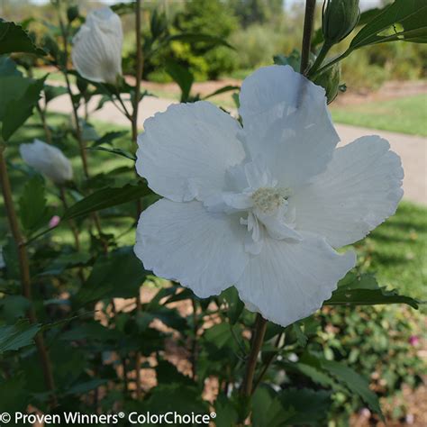 White Chiffon® Rose Of Sharon Plant Addicts