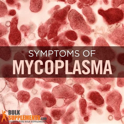 Mycoplasma Infections Symptoms Bacteria Species And Treatment By