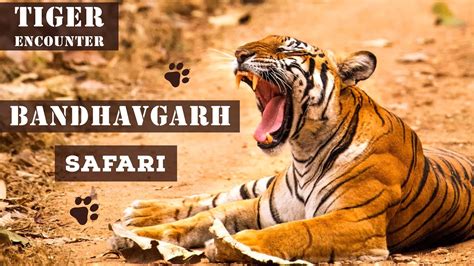 Bandhavgarh National Park 4 Tigers And 1 Leopard Spotted Magadhi