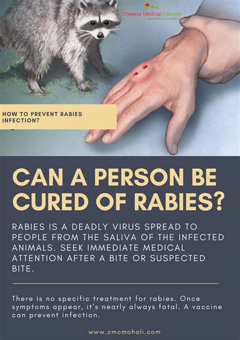 Rabies Symptoms In Humans