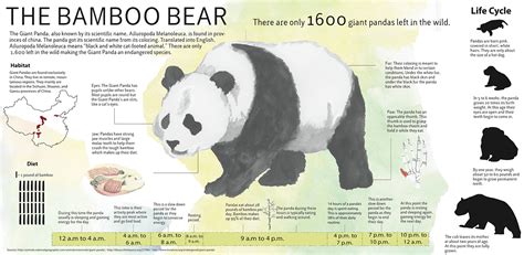 Panda Infographic on Behance