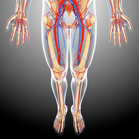 Lower Body Anatomy Photograph By Pixologicstudioscience Photo Library