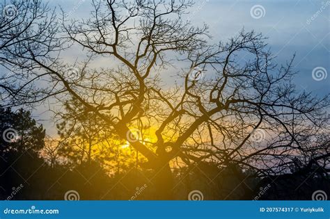 Oak Tree Silhouette On The Sunset Background Stock Image Image Of
