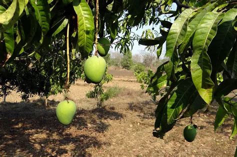 Are Mango Trees Evergreen Complete Growing Guide