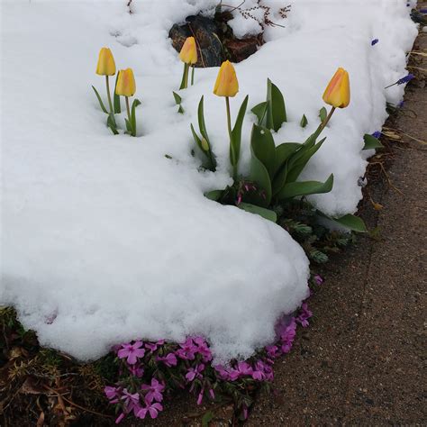 Spring Flowers Covered In Snow Picture Free Photograph Photos