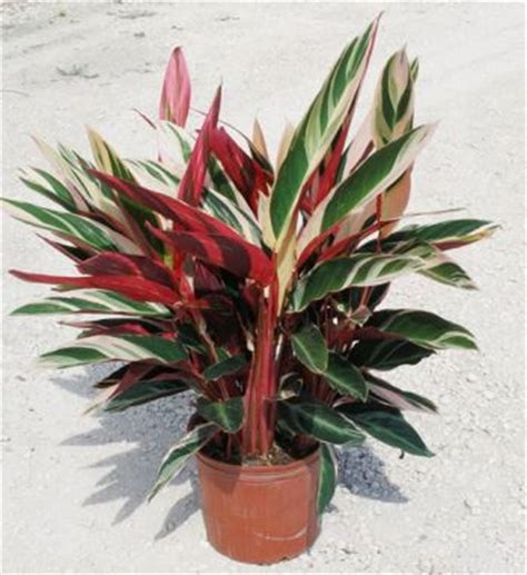 Sono perfette come piante ornamentali soprattutto perché, esistendone numerose varietà, permettono di personalizzare l'ambiente. Stromanthe, pianta da appartamento - VerdeBlog