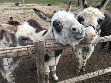 Two Donkeys Standing Next To Each Other Behind A Fence