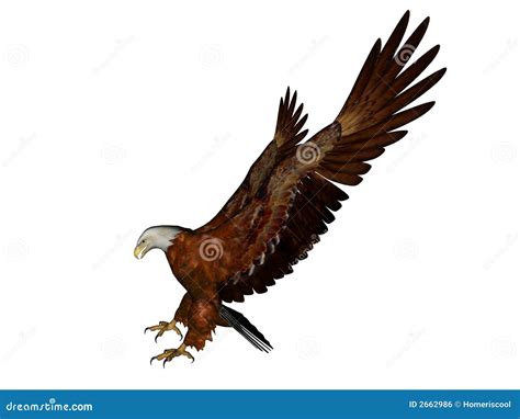 Eagle Landing Royalty Free Stock Image Image 2662986
