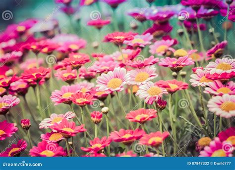 Beautiful Pink Meadow Flowers Stock Photo Image Of Plant Fresh 87847332