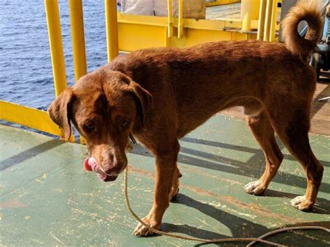 Suddenly Oil Rig Workers Rescued An Exhausted Dog Who Was Found
