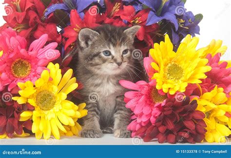 Tabby Kitten And Colorful Flowers Stock Photo Image Of Kitten