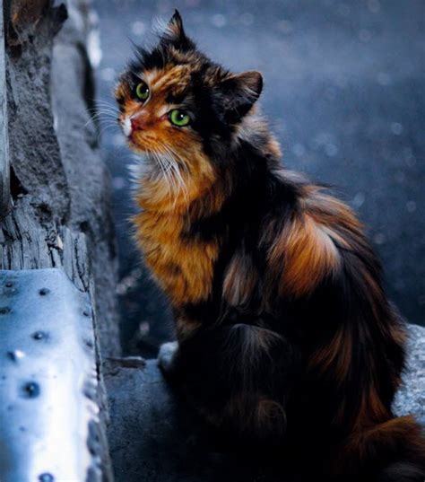 How Gorgeous Is This Cat