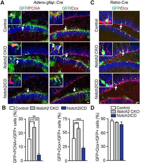 Notch2 Signaling Regulates Id4 And Cell Cycle Genes To Maintain Neural