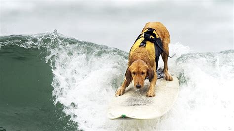 Surfing Dogs Words Best Surfer Dogs Hd Funny Pets Youtube
