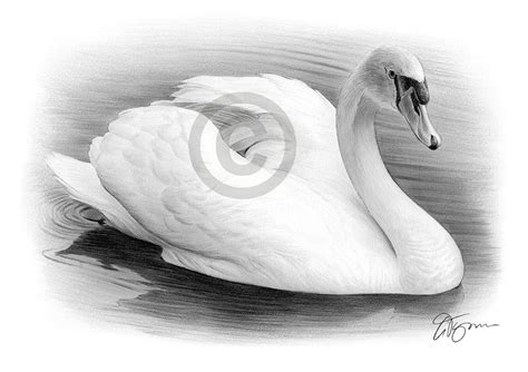 Pencil Drawing Of A Swan By Uk Artist Gary Tymon