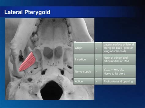 Lateral Pterygoid Muscle Cadaver