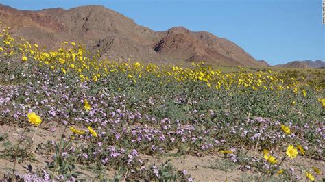 Only under perfect conditions does the desert fill with a sea of gold, purple, pink or white flowers. Death Valley sees rare 'superbloom' of wildflowers - CNN