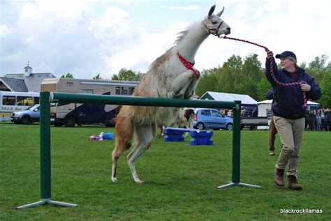 Improve your vertical jump technique BlackRock Agility Racing Llamas: The amazing High Jumping ...