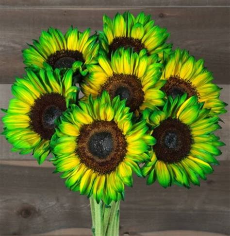 Sunflower Tinted Green Sunflowers Flowers And Fillers Flowers By