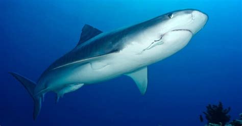 Discover The Largest Tiger Shark Ever Recorded A Z Animals