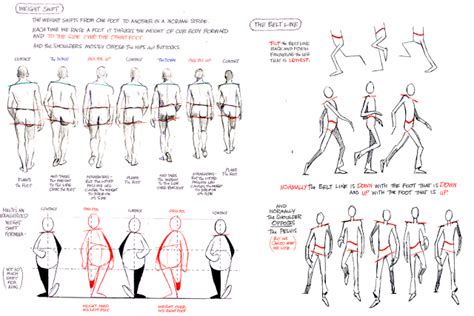 front and side views of walk cycles | Walking animation, Animation ...