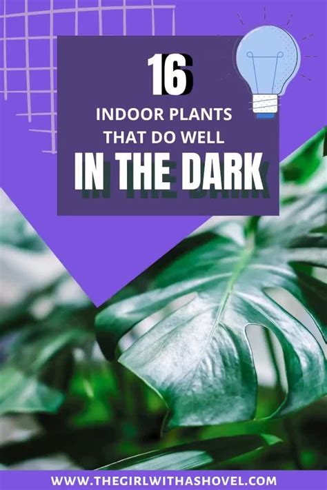 16 Plants That Do Well In Dark Apartments Video Video