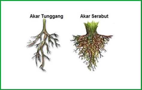 Mengenal Jenis Jenis Akar Pada Tumbuhan Tunggang Dan Serabut