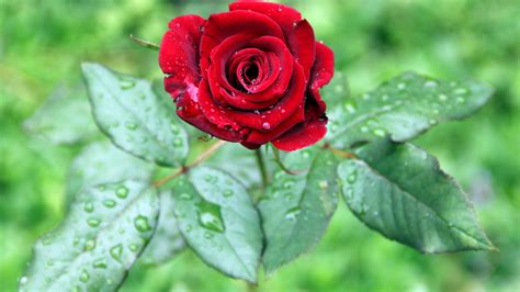 Enjoy and share your favorite beautiful hd wallpapers and background images. Red Rose Wallpapers, Pictures, Images