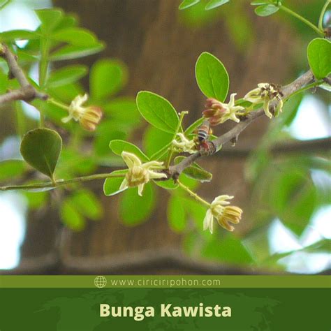 Siapa sih yang tidak mengetahui bunga yang satu ini. Ciri Ciri Pohon Kawista (Limonia acidissima) Di Alam Liar ...