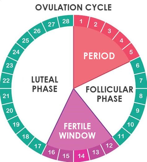 Ovulation Test Calendar Staci Elladine