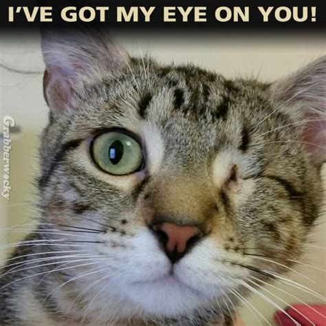 A Close Up Of A Cat With A Caption That Reads Ive Got My Eye On You