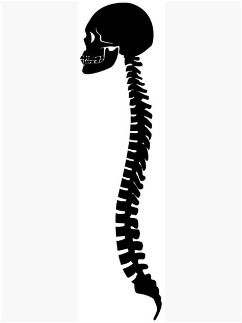 Skull And Spinal Cord Spine Bones Silhouette Poster By Aaronisback