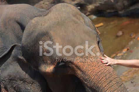 Elephant With Human Touch Stock Photo Royalty Free Freeimages