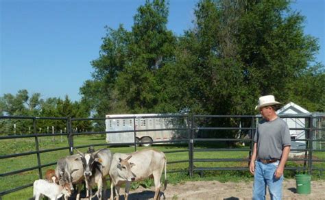 Select from premium brahman cattle of the highest quality. Country Life Tales: Minature Brahman Cattle Now Living With Us