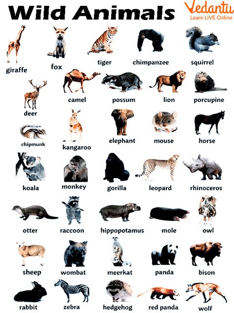 Animals Name English Reading Is Fun Now
