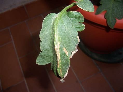 Capire i segnali che ci manda la pianta del pomodoro quando si arricciano le foglie è importante! Foglie pomodoro secche (non penso sia peronospora) | Forum di Giardinaggio.it
