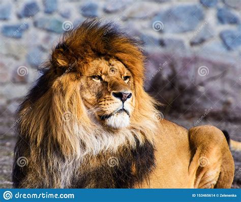 Beautiful Mighty Lion Stock Photo Image Of Aggressive