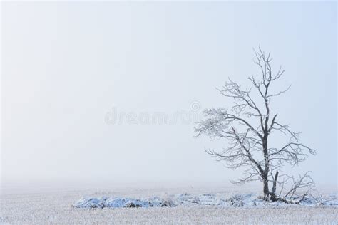 Foggy Winter Scene Stock Photo Image Of Branch Cold 135019920