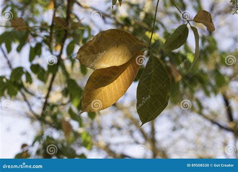 Rubber Tree Leaves With Yellow Or Orange Color Leave Of Autumn Season