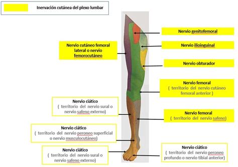 AnatomÍa Del Plexo Lumbar Dolopedia