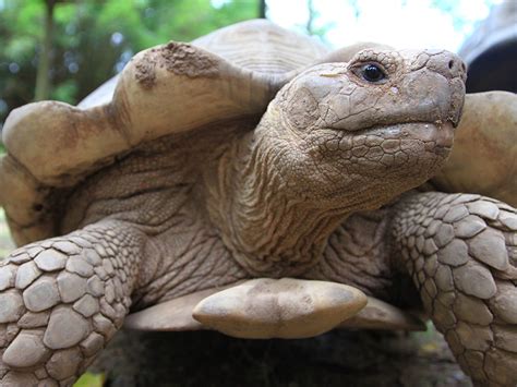 African Spurred Tortoise Alexandria Zoo