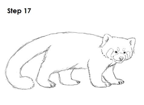 We did not find results for: How to Draw a Red Panda